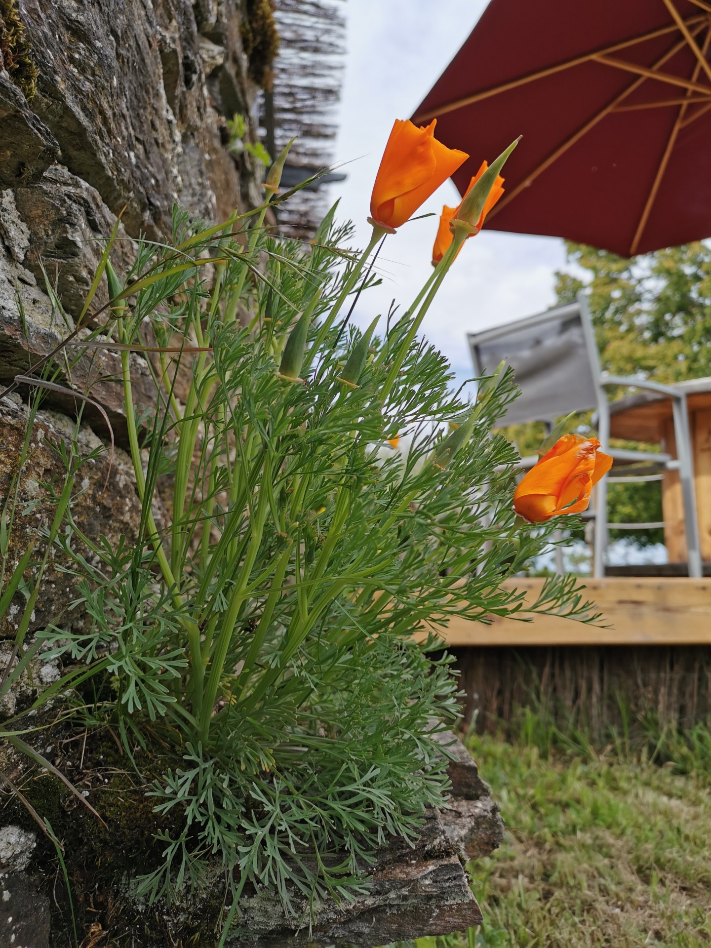 L'eschscholtzia: une fleur tout terrain !!!