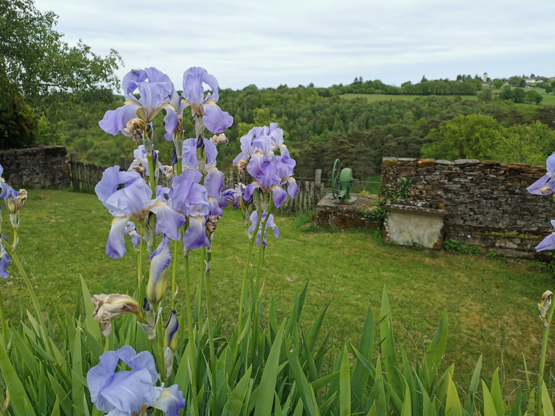 Iris
