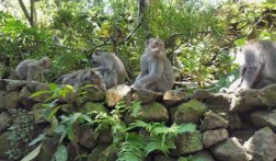 La fôret des singes (département du Lot)