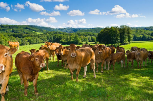 vaches race limousine